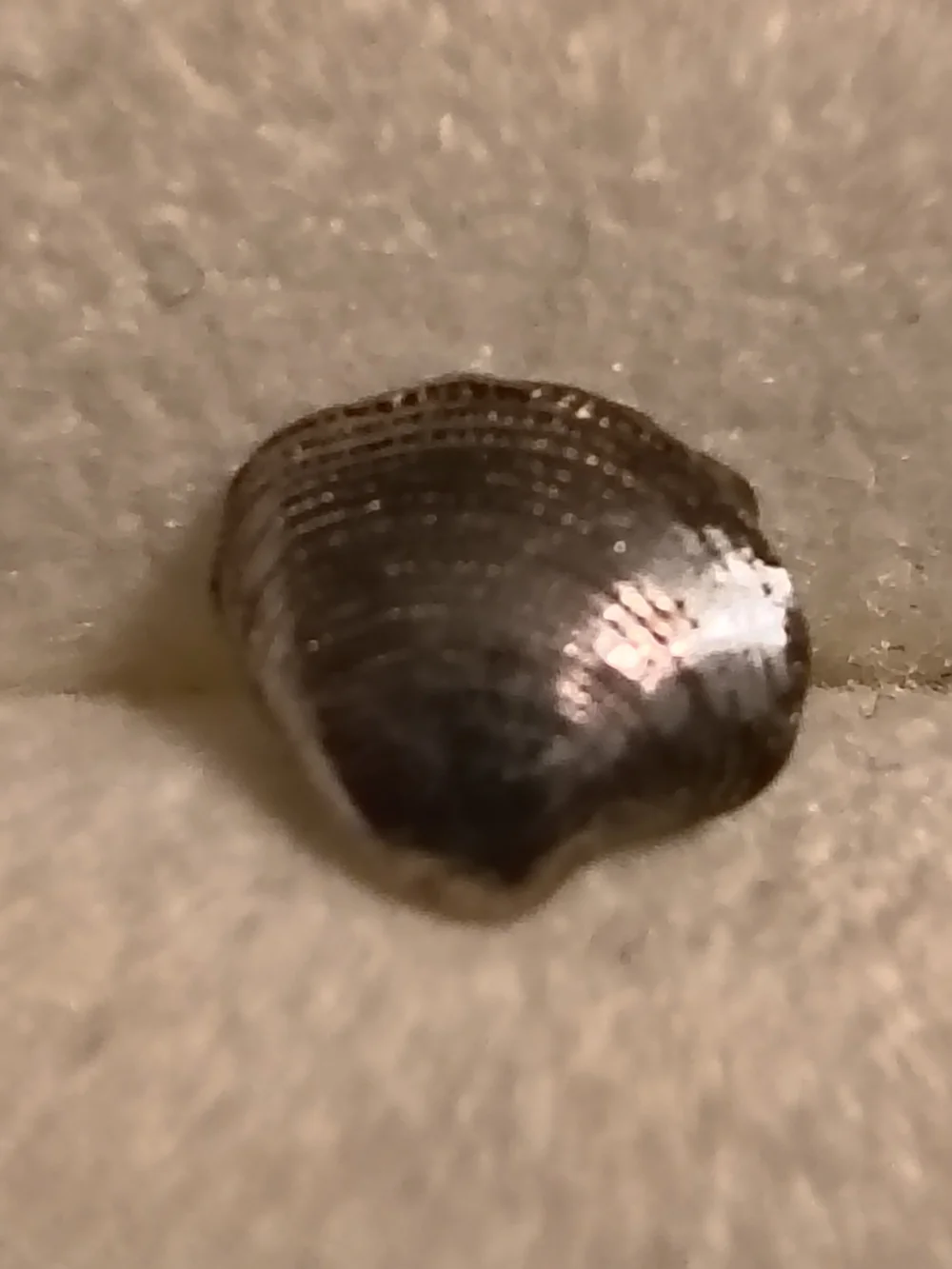 Sterling Silver Handmade Clam Shell Stud Earrings* Very Detailed Unsigned